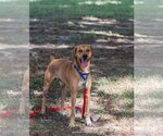 Small Photo #10 Rhodesian Ridgeback-Unknown Mix Puppy For Sale in Munford, TN, USA