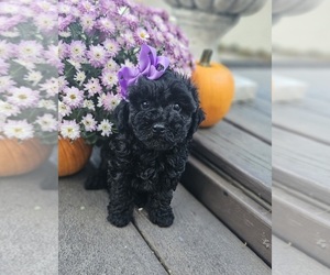 ShihPoo Puppy for Sale in INDIANAPOLIS, Indiana USA