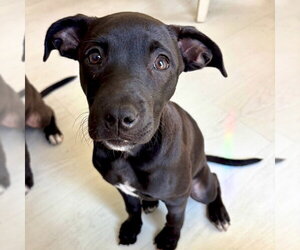American Staffordshire Terrier-Unknown Mix Dogs for adoption in San Juan Capistrano, CA, USA