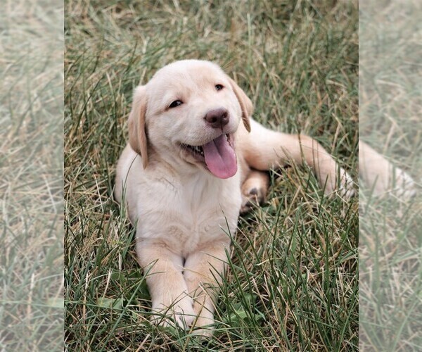 Medium Photo #7 Labrador Retriever Puppy For Sale in SYRACUSE, IN, USA