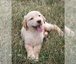 Small Photo #7 Labrador Retriever Puppy For Sale in SYRACUSE, IN, USA