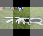 Small Photo #5 Sheepadoodle Puppy For Sale in BUFORD, GA, USA
