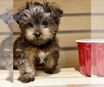 Small #15 Morkie