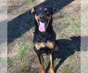 Doberman Pinscher-Unknown Mix Dogs for adoption in Murfreesboro, TN, USA