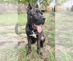 Small Photo #7 Cane Corso Puppy For Sale in MERRITT ISLAND, FL, USA