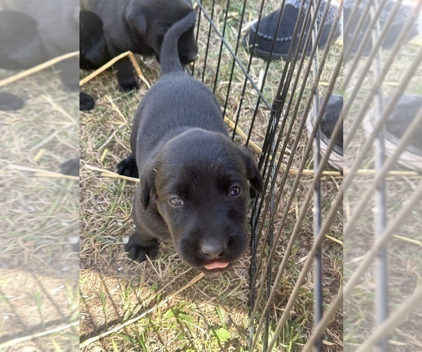 Medium Photo #5 Labrador Retriever Puppy For Sale in GOODHUE, MN, USA