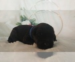Small Photo #10 Mini Whoodle (Wheaten Terrier/Miniature Poodle) Puppy For Sale in PEORIA, IL, USA