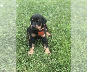 Doberman Pinscher Puppy for sale in WINCHESTER, KY, USA