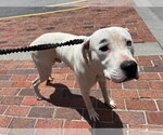 Small #1 Boxador