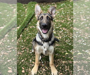 German Shepherd Dog Dogs for adoption in San Diego, CA, USA