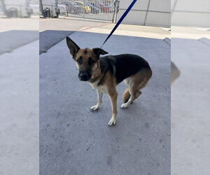 German Shepherd Dog Dogs for adoption in Bakersfield, CA, USA