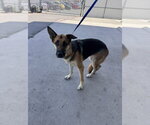 Small German Shepherd Dog