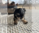Small #18 Morkie