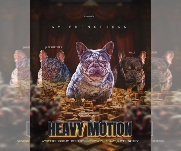 Medium Photo #10 French Bulldog Puppy For Sale in BEREA, KY, USA