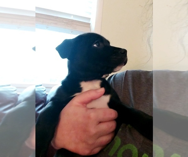 Medium Photo #1 American Bully-Mutt Mix Puppy For Sale in TOMS RIVER, NJ, USA