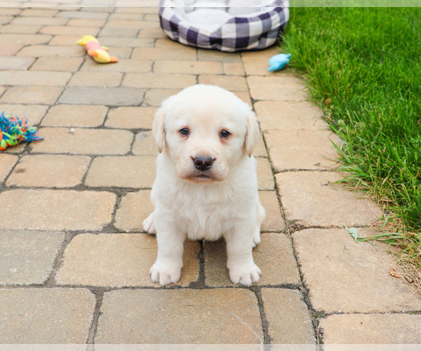 Medium Photo #2 Labrador Retriever Puppy For Sale in SYRACUSE, IN, USA
