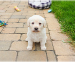 Small #1 Labrador Retriever