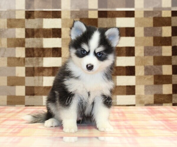 Medium Photo #3 Pomsky Puppy For Sale in DENVER, PA, USA
