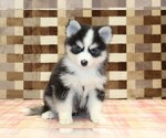 Small #2 Pomsky