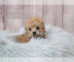 Small Photo #2 Morkie-Unknown Mix Puppy For Sale in FULLERTON, CA, USA