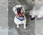 Small #9 American Staffordshire Terrier Mix