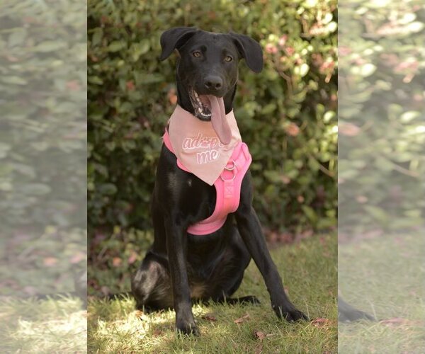 Medium Photo #1 Labrador Retriever-Unknown Mix Puppy For Sale in Dana Point, CA, USA