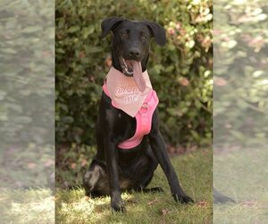 Labrador Retriever-Unknown Mix Dogs for adoption in Dana Point, CA, USA