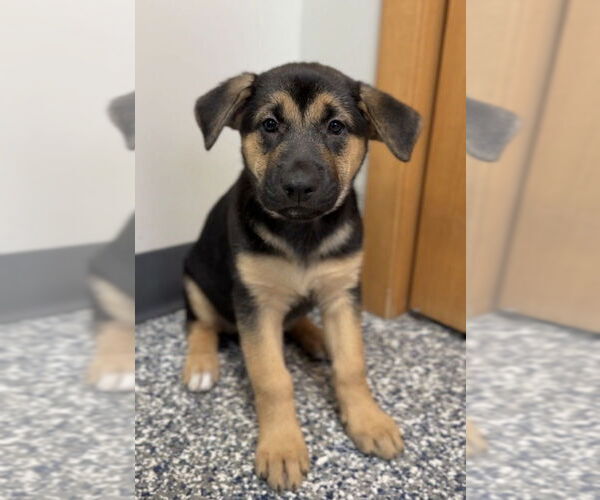 Medium Photo #1 German Shepherd Dog-Unknown Mix Puppy For Sale in Bemidji, MN, USA