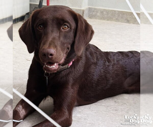 Medium Photo #3 Labrador Retriever-Unknown Mix Puppy For Sale in Washington, DC, USA