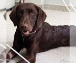 Small #2 Labrador Retriever Mix