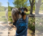 Small #4 German Pinscher-Rottweiler Mix