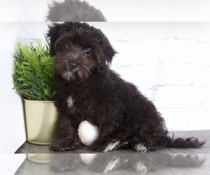 Maltipoo Puppy for sale in RED LION, PA, USA