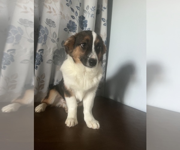 Medium Photo #34 Aussie-Corgi Puppy For Sale in DURHAM, CT, USA