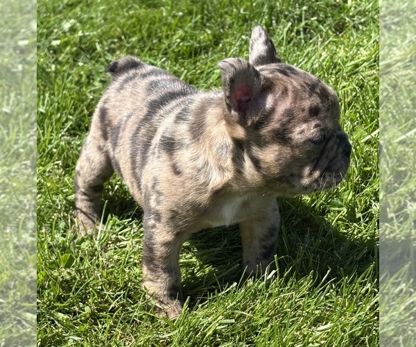 Medium Photo #5 Faux Frenchbo Bulldog Puppy For Sale in ROCK STREAM, NY, USA