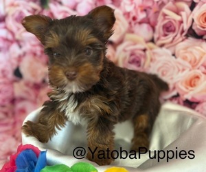Yorkshire Terrier Puppy for sale in CENTER HILL, FL, USA