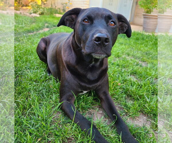Medium Photo #6 American Pit Bull Terrier-Labrador Retriever Mix Puppy For Sale in Chandler, AZ, USA