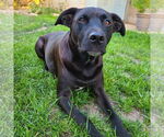 Small #5 American Pit Bull Terrier-Labrador Retriever Mix