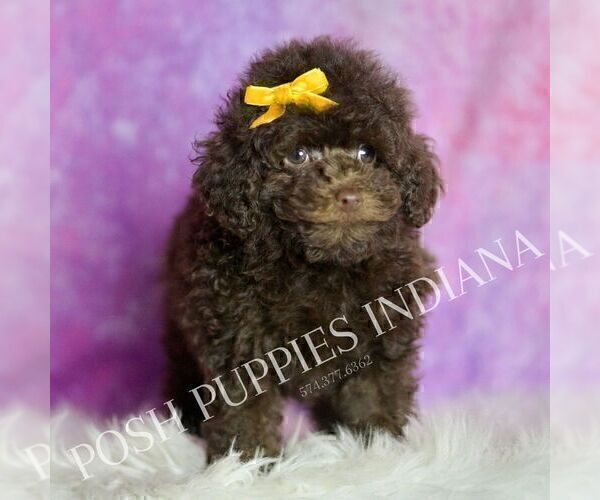 Medium Photo #63 Poodle (Miniature) Puppy For Sale in WARSAW, IN, USA