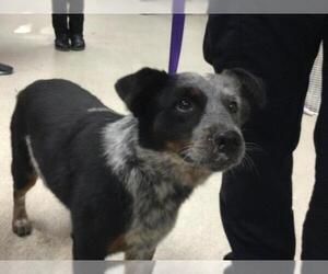 Australian Cattle Dog Dogs for adoption in Riverside, CA, USA