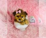 Small #10 ShihPoo