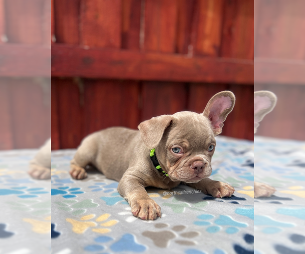 Medium Photo #3 French Bulldog Puppy For Sale in SACRAMENTO, CA, USA