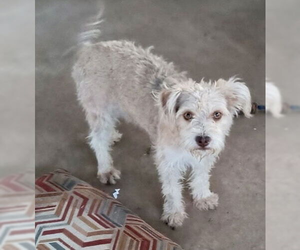 Medium Photo #1 Mutt Puppy For Sale in Grafton, WI, USA