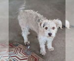 Small Mutt
