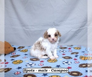 Cavapoo Puppy for sale in CLARKRANGE, TN, USA