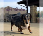 Small #11 Dachshund
