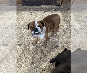English Bulldog Puppy for sale in NEWTON, NJ, USA