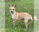 Small #3 Chiweenie