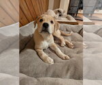 Small #2 Golden Retriever Mix