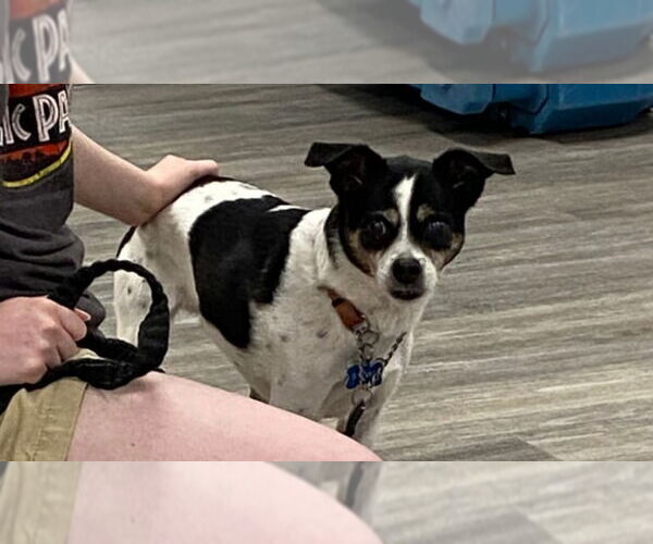 Medium Photo #6 Ratshi Terrier Puppy For Sale in Minneapolis, MN, USA