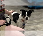 Small #5 Ratshi Terrier